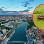 Letecký pohľad na chorvátske pobrežné mesto Zadar s prístavom a morom, doplnený detailom kliešťa upozorňujúcim na zvýšený výskyt kliešťov v severnej Dalmácii počas letnej sezóny.