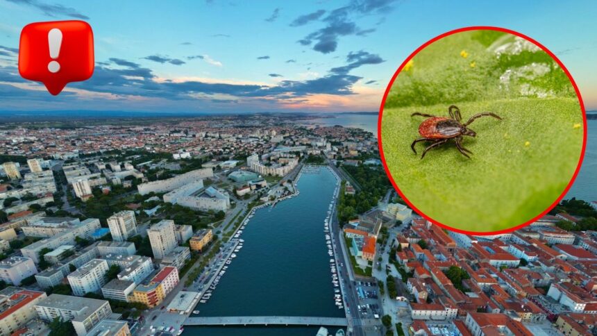 Letecký pohľad na chorvátske pobrežné mesto Zadar s prístavom a morom, doplnený detailom kliešťa upozorňujúcim na zvýšený výskyt kliešťov v severnej Dalmácii počas letnej sezóny.